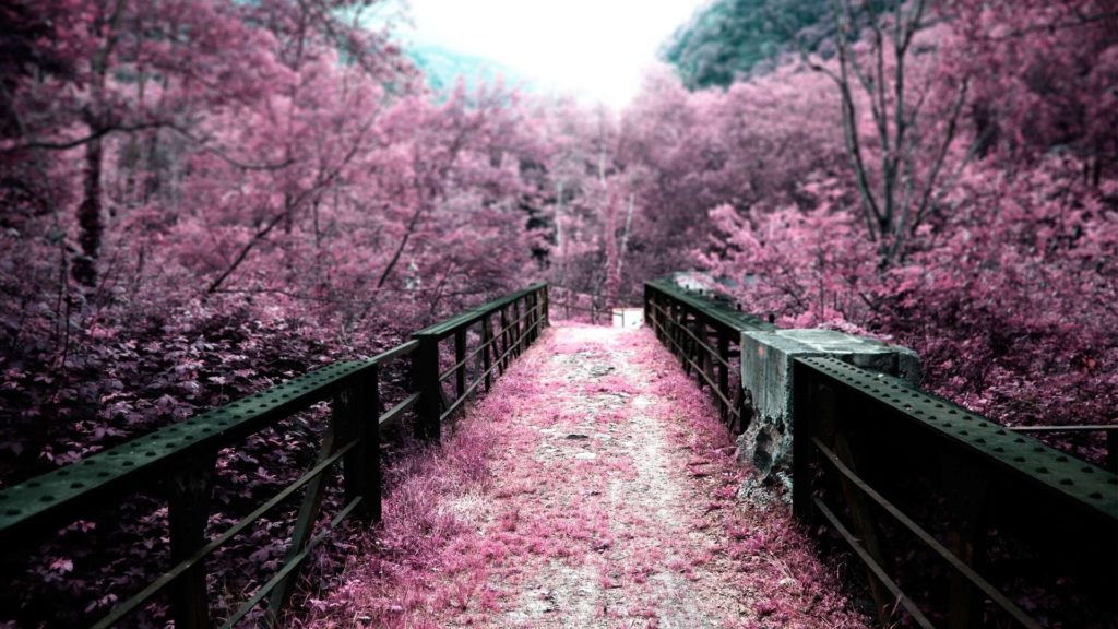 1395914937_sakura-8