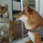 Дві тернополянки пропонують облаштувати тренувальний майданчик для тварин