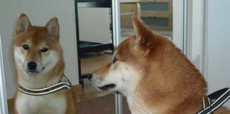 Дві тернополянки пропонують облаштувати тренувальний майданчик для тварин