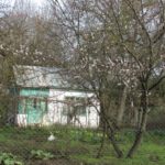 У Тернополі вже цвітуть дерева (фото)