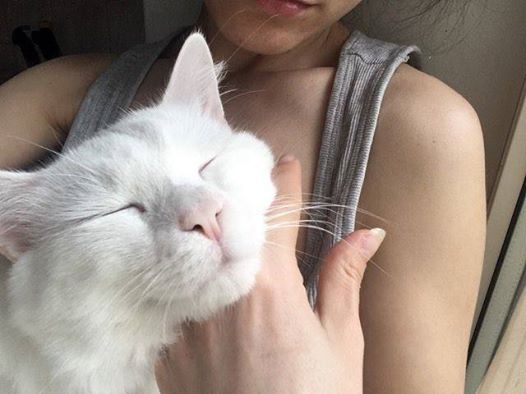 котики