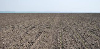 Агрохолдинг «МРІЯ» знову сіє цукровий буряк