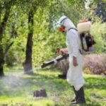 Що за «біле братство» можна побачити цими днями у тернопільських парках