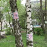 Щоб вберегти дерева від знищення, тернополяни почали їх нумерувати (фото)