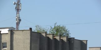 У Тернополі дерева ховаються від людей на дахах будівель (фото)