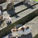 На території однієї тернопільської церкви є котячий заповідник (фото)
