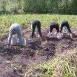 Скільки часу цього року тернополяни копатимуть картоплю
