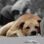 Бездомні собаки не дають спокою тернополянам навіть після смерті