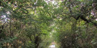 На Тернопільщині є свій Тунель Кохання (фото)