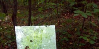 Шукаючи гриби, тернополянка натрапила на велике дзеркало посеред лісу