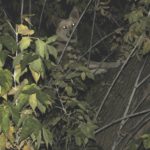 У Тернополі  є собака, який лазить по деревах (фото)