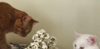 Тернополянка навчилася вишукано відновлювати старі радянські меблі