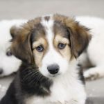 Нацполіція у квартирах тернополян буде шукати вагітних котів і собак