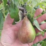 За скільки хлопчик з Тернопільщини хотів купити корову