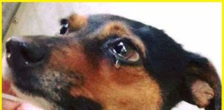 У Теребовлі жінка намагалася зарубати собаку