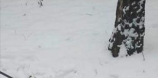 Навіть важко повірити, що серед тернополян є люди, здатні на таку жорстокість (фото)
