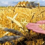 Ще трохи і рекордні урожаї сільськогосподарської продукції на Тернопільщині не буде кому їсти