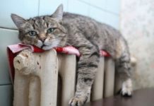 Опалювальний сезон скорочено: Кабмін переніс старт з жовтня на листопад