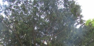 Де у Тернополі є дерево, яке росте більше трьох тисяч років (фото)