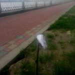 Дорогі тернопільські каштани зацвіли дуже дивним цвітом (фото)