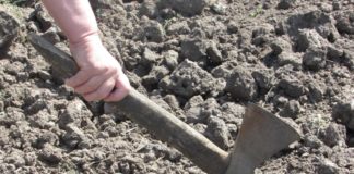 Жителі Тернопільщини через відсутність дощу взяли у руки сокири (фото)