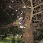 У Тернополі хтось у незвичний спосіб прикрашає ялинку (фото)