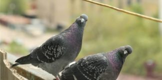 Тернополяни підгодовують диких голубів, щоб потім їх з’їсти