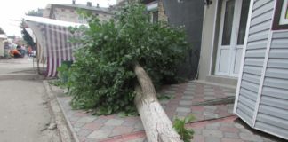 У райцентрі на Тернопільщині посеред базару впало дерево (фото)