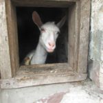 Звичайних корів у селах Тернопільщини витіснили «сталінські корови»