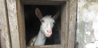 Звичайних корів у селах Тернопільщини витіснили «сталінські корови»