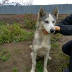 До людських осель у Великих Гаях прибігає загублена собака хаскі