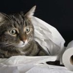 На Тернопільщині скажений кіт покусав людей