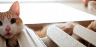 «Чесні активісти», підбурюючи тернополян, хочуть зірвати опалювальний сезон у Тернополі