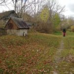 На Тернопільщині люди збирають опеньки просто на покинутих подвір’ях села