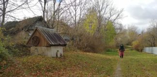 На Тернопільщині люди збирають опеньки просто на покинутих подвір’ях села