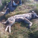 На Тернопільщині дочка відчайдушно рятувала маму від дикого звіра (відео)