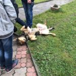 У тернопільській церкві священик на очах у дітей бив ногами собаку
