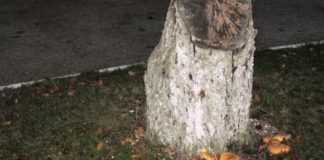 Посеред Тернополя росте багато грибів (фото)