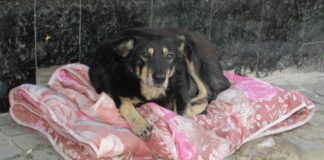У Тернополі бездомний собака має кращі умови для життя, ніж деякі люди (фото)