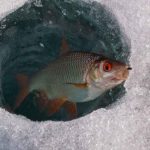 На тернопільських водоймах задихається риба
