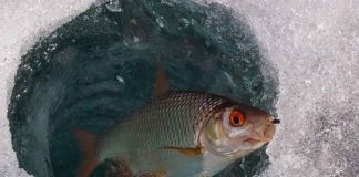 На тернопільських водоймах задихається риба