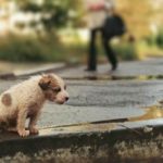 Житель Тернопільщини вважає, що безпритульних собак потрібно вбивати