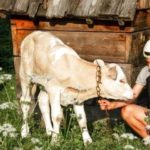 Здобути перемогу у всеукраїнському конкурсі жительці Тернопільщини допомогло телятко