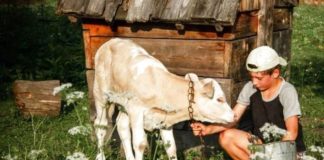 Здобути перемогу у всеукраїнському конкурсі жительці Тернопільщини допомогло телятко