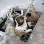У селі на Тернопільщині люди довели, що можуть бути жорстокішими від тварин