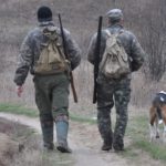 В одному з районів Тернопільщини хочуть відстрілювати лисиць