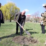 Варвари, які позрізали старі тополі по вул. Білецькій в межах парку Шевченка будуть покарані