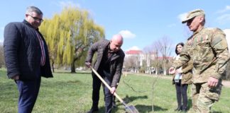 Варвари, які позрізали старі тополі по вул. Білецькій в межах парку Шевченка будуть покарані
