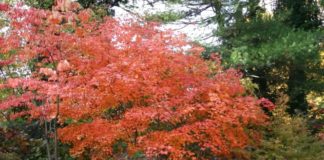 На Тернопільщині знайшли ще один ліс, якого не існує