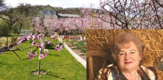 У райцентрі на Тернопільщині є садиба, у якій квітне легендарна квітка (фото)